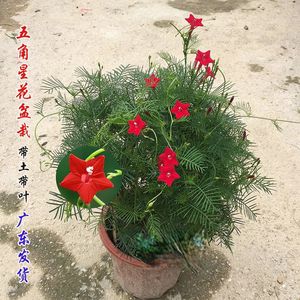 五角星花苗 大棵茑萝盆栽 羽叶茑萝苗盆栽 庭院阳台爬藤植物绿植