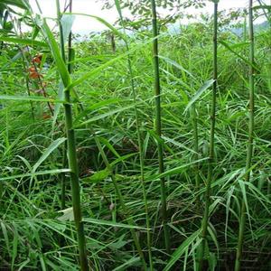 泗县小薛现挖新鲜纯野生芦竹根芦竹苗芦竹笋盆景芦竹量大优惠