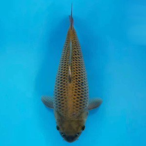 精品鲤鱼茶鲤介子鲤芥子锦鲤热带观赏鱼蓝色小型淡水冷水好养易活