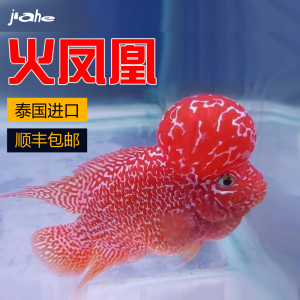 泰国进口火凤凰罗汉鱼亚成活体赛级褪砂大水头艳红金花火凤罗汉鱼