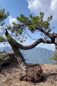 湖北恩施高山黑松五针松松树盆景盆栽下山采桩素材大型中型小型