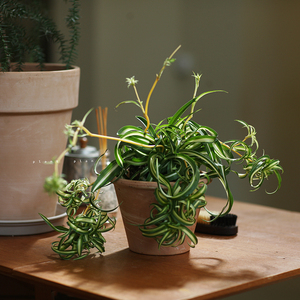 gifts | 礼物系列 荷兰卷叶吊兰 窗台桌面盆栽