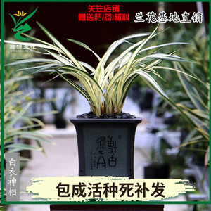 翁源兰花苗墨兰铭品白衣神相中透瓷白艺奇花送礼高端绿植原盆栽发