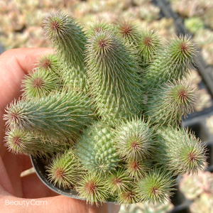 摩罗科多肉植物图片