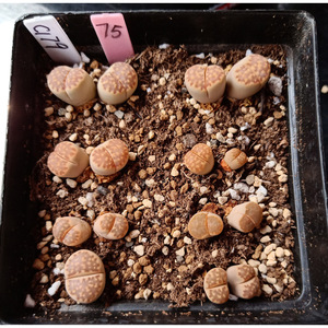 c179 寿丽玉 茶福来玉/75#/双头 生石花番杏科 一物一拍/满百包邮