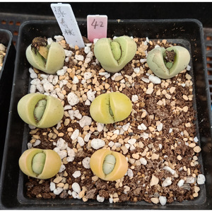 绿春桃玉 / 42#/ 双头 编号 生石花 屁股花 番杏科 多肉 一物一拍