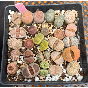 南非混合生石花 239#/多肉植物 屁屁 屁股花 番杏科 多肉一物一拍