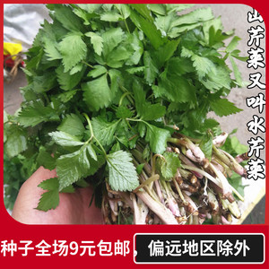 野菜种子山芹菜种子又叫水芹菜大叶芹短果茴芹农家蔬菜种孑二甲芹