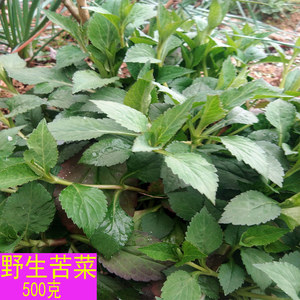 新鲜苦菜野菜江西野生苦菜广东败酱草福建苦菜苦丁菜婆婆丁苦菜根
