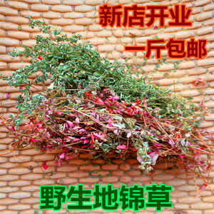 野生地锦草中药材 血见愁扑地草奶汁草红丝草花被单新货500克包邮