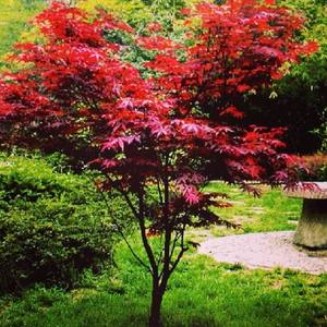 庭院绿化苗木 嫁接美国红枫树苗 红叶羽毛枫树 日本红枫植物盆栽