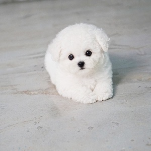 白色泰迪狗的照片图片
