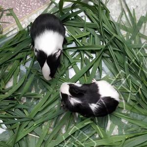 活荷兰猪物已打疫苗宠物粮种食兔子河南荷兰猪猪纯荷鼠兰鼠活体公