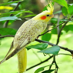 玄凤虎皮云斑中大型雏鸟亲人手养鹦鹉幼鸟观赏活体鸟养殖场直发