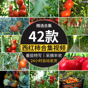 实拍西红柿新鲜番茄有机绿色蔬菜地大棚农业种植采摘果实视频素材