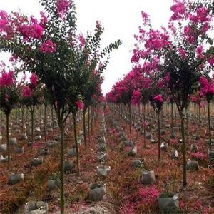 新采收紫薇种子林木种子红火箭紫薇花紫薇树种子高纯度绿化花卉种
