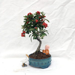 火棘沙棘盆景老桩吉祥果红果吉祥树四季观花观果盆栽室内好养植物