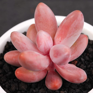 红手指多肉植物萌肉肉红色系列办公室阳台新手好养花卉盆栽植物