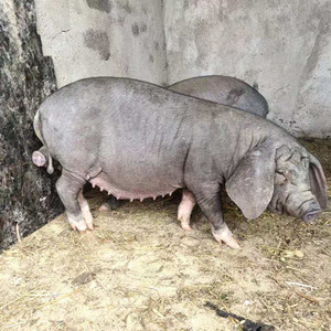 原种太湖母猪包邮太湖母猪长白母猪二元大约课苏太母猪肉猪猪仔