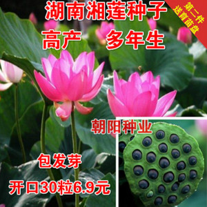 湖南湘潭高产莲子 食用莲藕大型湘莲 荷花水生植物已开口湘莲种子