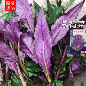 补血紫背菜种子紫色菜血皮菜红背菜种子特色蔬菜种子阳台盆栽叶菜