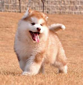 阿拉斯加雪橇犬幼犬大型犬