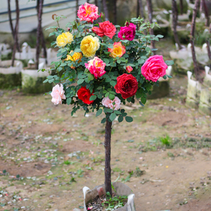 无刺蔷薇种子粒杆子砧木棒棒糖树桩月季嫁接枝条日本实生根接苗