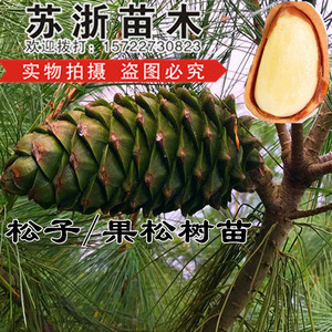 松子松籽果树坚果树苗可结果树苗松树红松树苗可盆栽地栽四季可栽