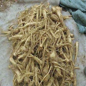 正宗沙地新鲜蔓菁气死孩子芜菁地蔓菁白蔓大头菜小人参油根菜甜菜