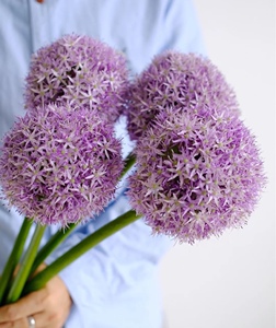 荷兰可爱大葱花 进口葱花大葱夏日风情鲜花切花 耐养护 包邮