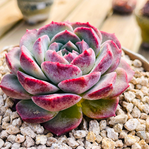 玛苏 韩国直发 一物一拍紫色月影精品厚叶多肉植物迎铁粉多肉