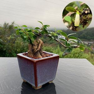 00124人付款淘宝五翅莓熟桩深红树萝卜云南小叶红花树萝卜吊金钟盆景