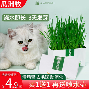 猫草自已种好猫薄荷盆栽懒人水培无土幼猫草粒猫咪食草化毛球零食