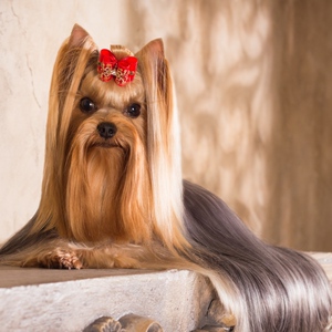 约克夏幼犬小型犬狗狗金色纯种小体茶杯犬活体金头银背 上海犬舍