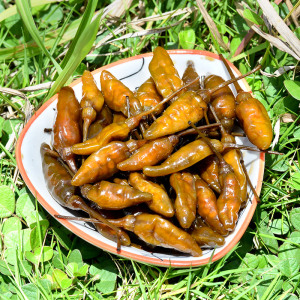 广西特产野山椒酱油小米椒超辣压碟泡椒自制老坛小雀椒泡凤爪调料