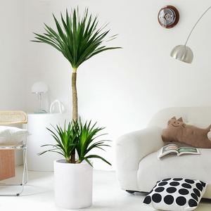 龙须树盆栽客厅落地绿植大型龙血树办公室内净化空气真植物太空铁