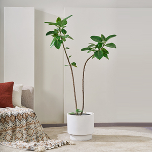 黄金榕橡皮树盆栽室内客厅大型网红植物办公室净化空气吸甲醛绿植