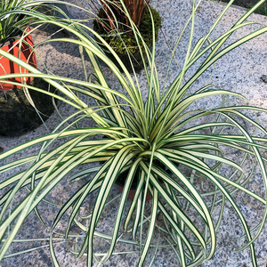 金叶苔草 彩叶草 埃弗里斯特花镜庭院别墅办公室耐寒北方可过冬