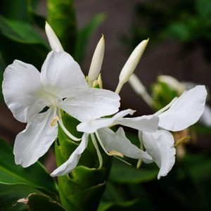 【现货】黛家精选 白姜花根精油 姜花百合 气喘护肝激动不安 根部