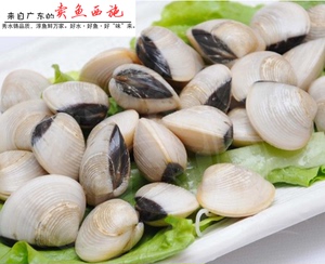 海鲜水产鲜活海贝