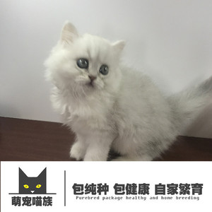 出售家养银灰色金色阴影高地爆毛猫咪纯种金吉拉猫活体幼猫长毛猫