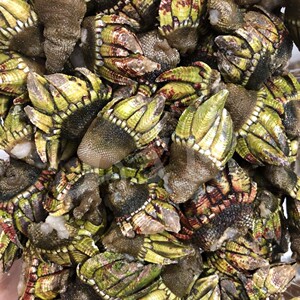 野生笔架螺 海佛手鹅颈藤壶龟脚螺狗爪螺手工岸礁开采 500g/份