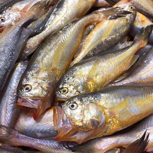 野生黄梅丁 梅童鱼 梅子鱼 鲜嫩可口