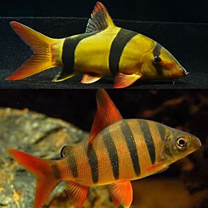 三间鼠鱼 皇冠九间鱼 巨无霸鼠大型鼠鱼清缸鱼热带观赏鱼活体淡水