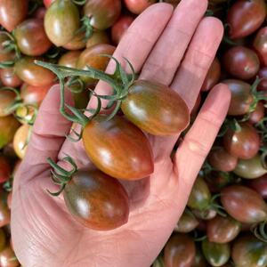 汕尾新鲜现摘绿黑迷彩小番茄圣女果当季樱桃小柿子碱地自然熟生吃