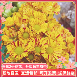 史锐华淘宝斑纹菊小菊小雏菊小皱菊邹菊稚鲜花云南直发基地昆明斗南