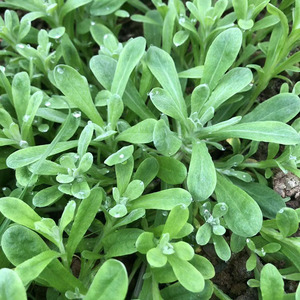 鼠曲草佛耳草清明菜粑粑新鲜重庆现摘现发时令蔬菜野生清明果材料