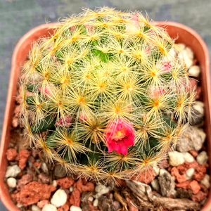 红花白花明星仙人球实生乳突属开花机器一物一拍美观盆栽阳台