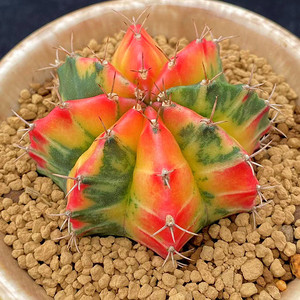 绯牡丹锦肋骨牡丹实生仙人球彩球多肉植物一物一拍办公室盆栽美观