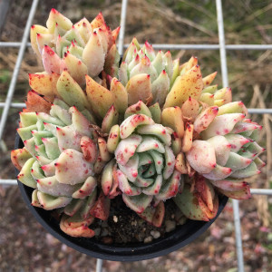 多肉植物吉尔巴玫瑰爪系杂交新品罕见群生多头状态佳大棚一物一拍